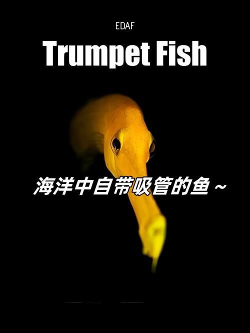 過江龍魚圖片高清圖