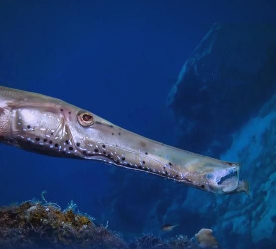 過江龍魚圖片高清圖