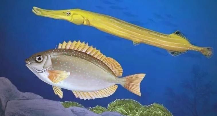 過江龍魚圖片高清圖