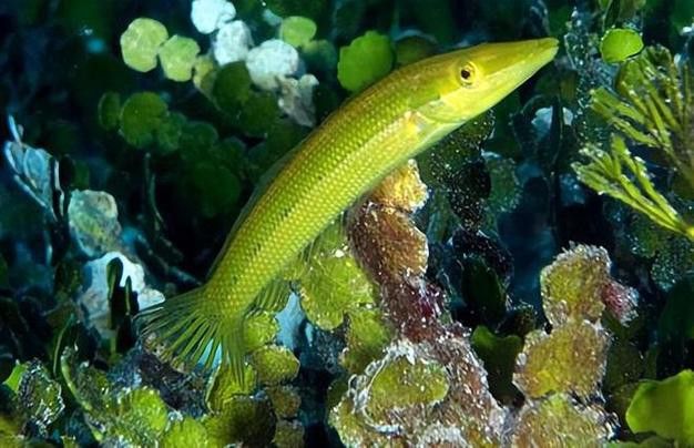 過江龍魚圖片高清圖