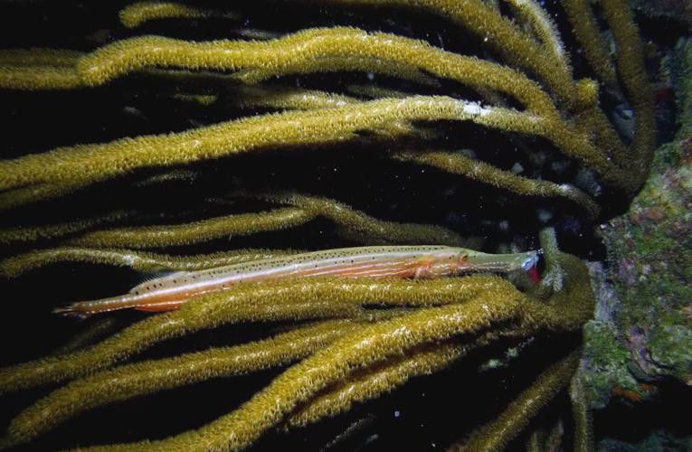 過江龍魚圖片高清圖