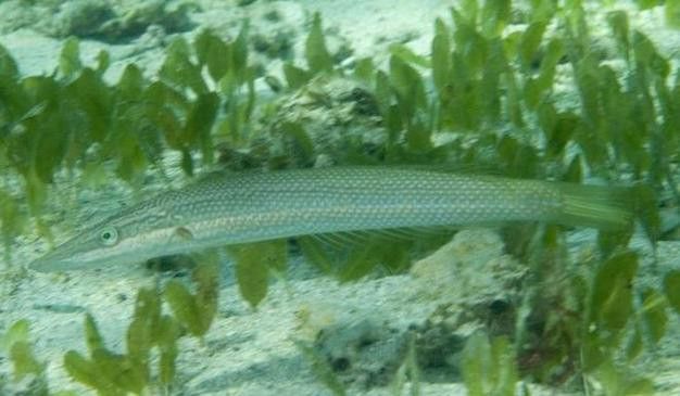 過江龍魚圖片高清圖