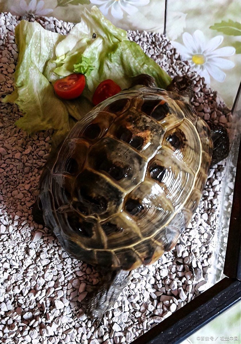 混養龍魚和龜需要多大的魚缸？