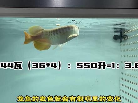 白子黃化銀龍魚用什么燈