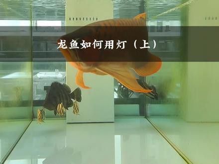 白子黃化銀龍魚用什么燈