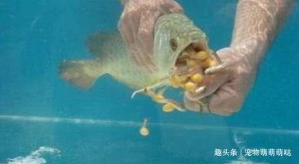 金龍魚的喂食頻率是一個重要的飼養問題：金龍魚多久不喂食會餓死
