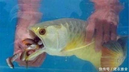 金龍魚的喂食頻率是一個重要的飼養問題：金龍魚多久不喂食會餓死