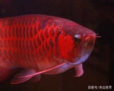 紅龍魚的原生顏色種類和三個主要的品種分類：紅龍魚有幾種原生顏色種類