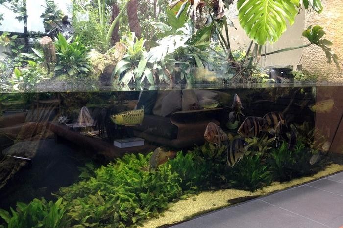 龍魚魚缸可以造景嗎圖片
