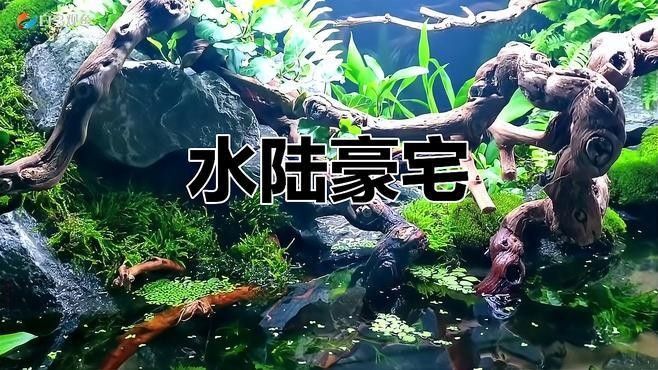龍魚魚缸可以造景嗎圖片