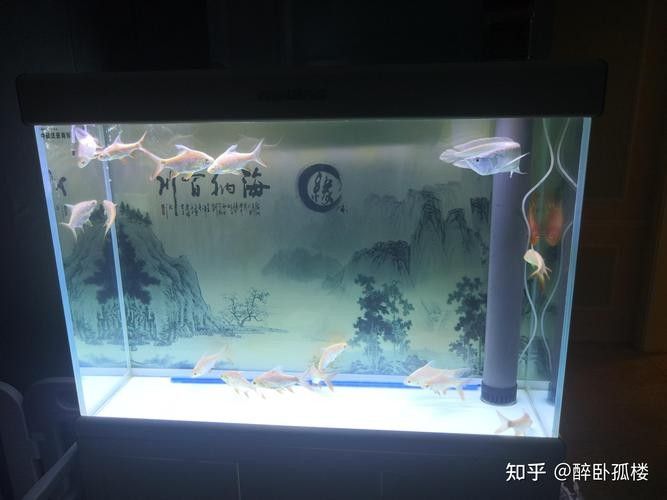 龍魚魚缸可以造景嗎圖片