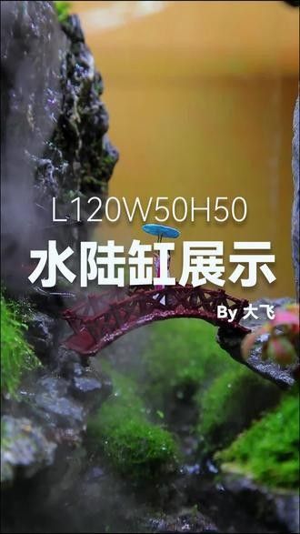 龍魚魚缸可以造景嗎圖片