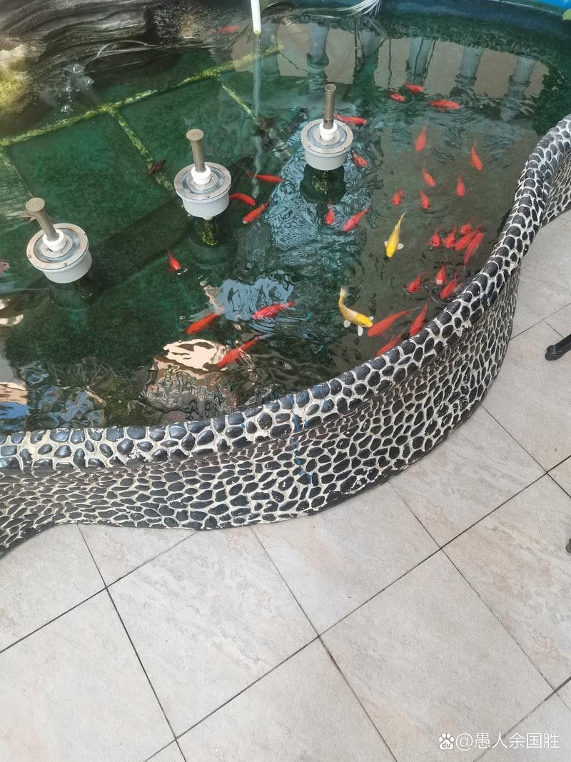 龍魚魚缸可以造景嗎圖片