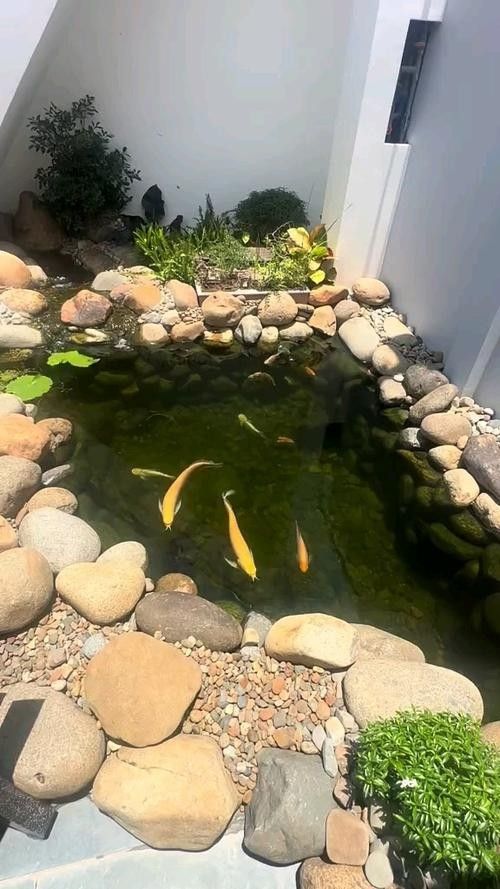 龍魚魚缸可以造景嗎圖片