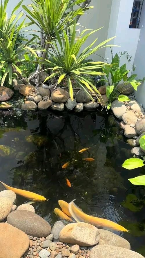 龍魚魚缸可以造景嗎圖片