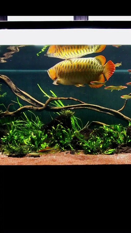 龍魚魚缸可以造景嗎圖片