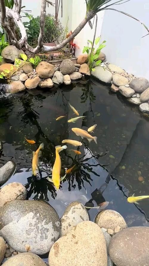 龍魚魚缸可以造景嗎圖片