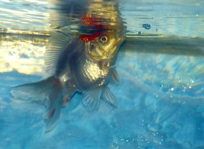 龍魚(yú)身上白色絮狀物：龍魚(yú)身上出現(xiàn)白色絮狀物可能是由多種原因造成的