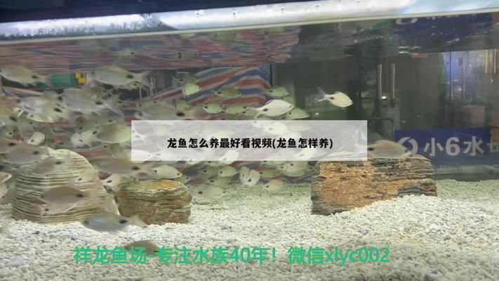 龍魚應該怎么養才好看：龍魚最佳觀賞角度，龍魚色彩鮮艷秘訣