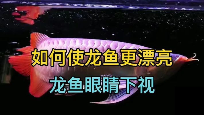 龍魚應該怎么養才好看：龍魚最佳觀賞角度，龍魚色彩鮮艷秘訣