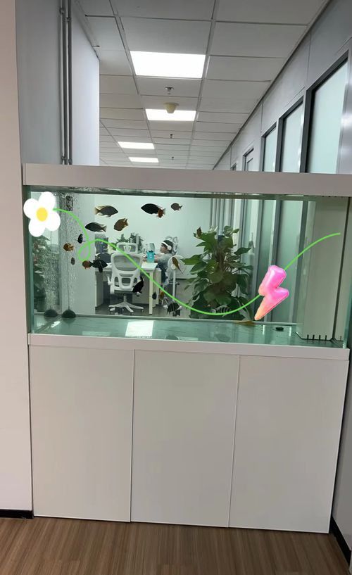 能否提供魚(yú)缸擺放效果圖？