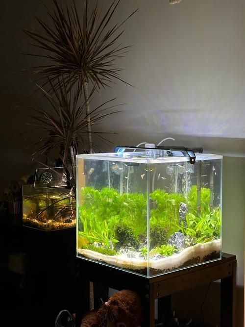 能否提供魚(yú)缸擺放效果圖？