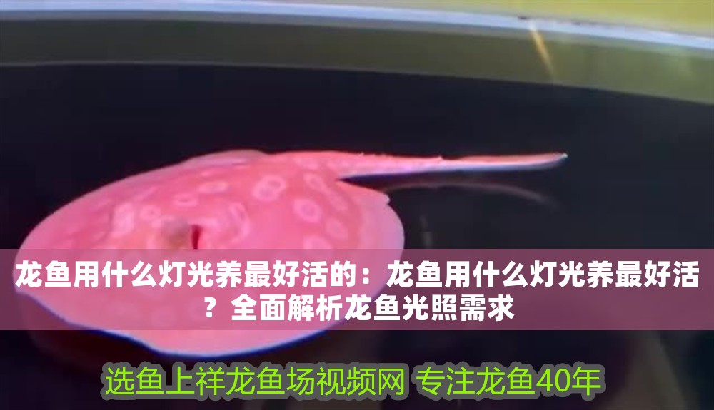 龍魚用什么燈光養最好活的：龍魚用什么燈光養最好活？全面解析龍魚光照需求