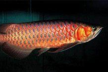 客廳西北角放魚缸好不好 龍魚百科 第5張 客廳西北角放魚缸好不好 客廳西北角放魚缸好不好 龍魚百科 第5張