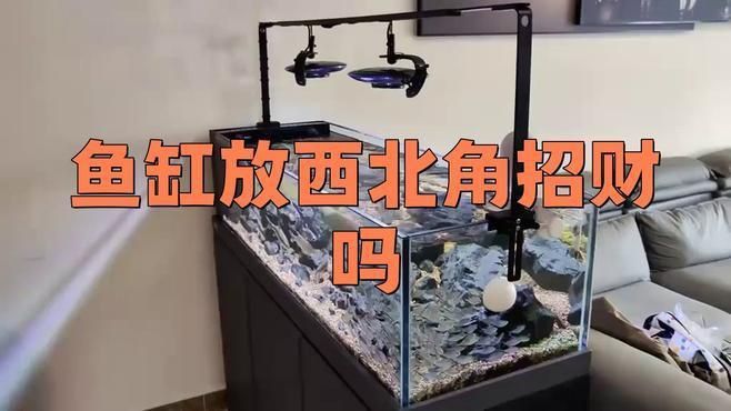 客廳西北角放魚缸好不好 龍魚百科 第2張 客廳西北角放魚缸好不好 客廳西北角放魚缸好不好 龍魚百科 第2張