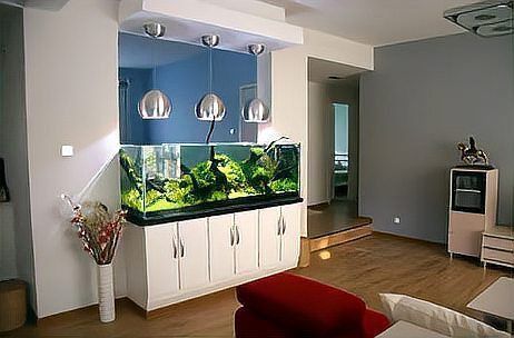 客廳西北角放魚缸好不好 龍魚百科 第6張 客廳西北角放魚缸好不好 客廳西北角放魚缸好不好 龍魚百科 第6張