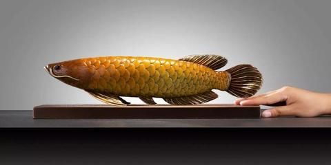 細店鋪是不是不能養金龍魚（細店鋪可以養金龍魚嗎）