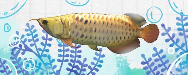 細店鋪是不是不能養金龍魚（細店鋪可以養金龍魚嗎）
