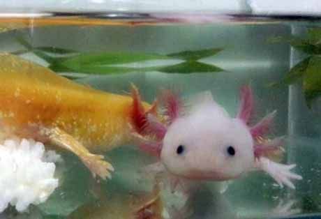 全國最大的龍魚網站是什么（全國最大的龍魚網站是哪一個？）