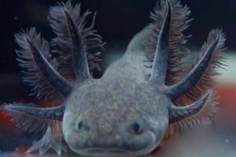 全國(guó)最大的龍魚(yú)網(wǎng)站是什么（全國(guó)最大的龍魚(yú)網(wǎng)站是哪一個(gè)？）