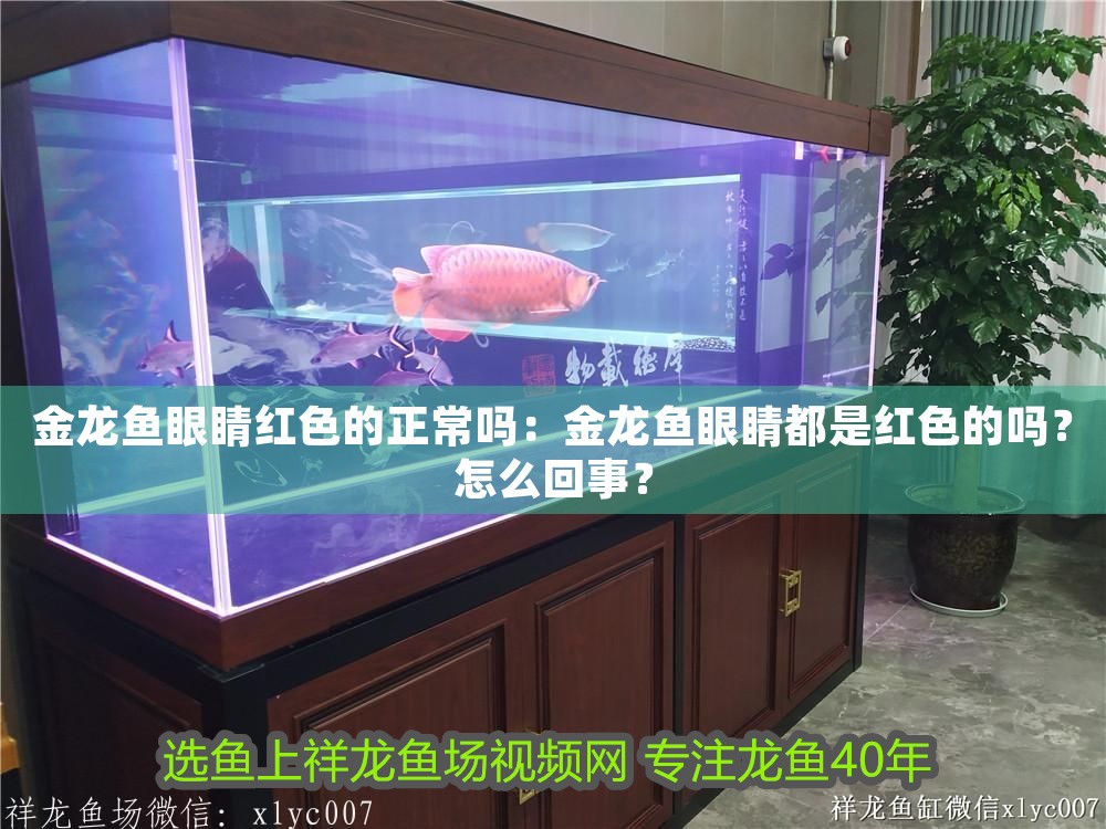 金龍魚眼睛紅色的正常嗎：金龍魚眼睛都是紅色的嗎？怎么回事？