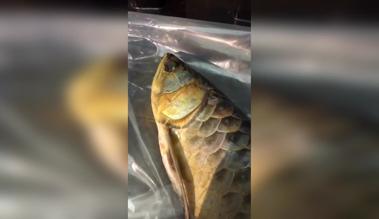 花斑龍魚好吃嗎：花斑龍魚和花斑魚的區別