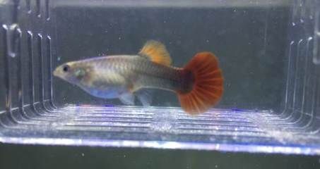 紅魔王銀版魚適宜水溫范圍：關(guān)于紅魔王銀版魚適宜水溫范圍并沒有完全相關(guān)的直接答案