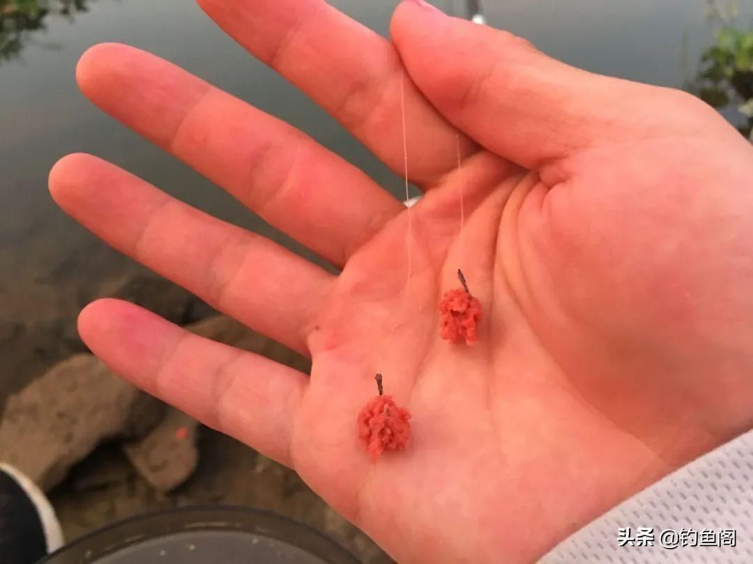 紅魔王銀版魚適宜水溫范圍：關(guān)于紅魔王銀版魚適宜水溫范圍并沒有完全相關(guān)的直接答案