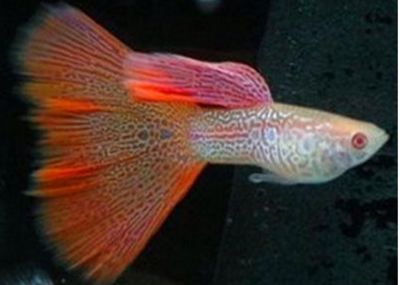 紅魔王銀版魚適宜水溫范圍：關(guān)于紅魔王銀版魚適宜水溫范圍并沒有完全相關(guān)的直接答案