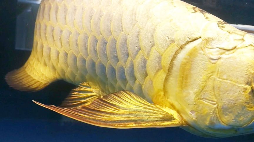金龍魚魚鱗變白怎么回事【金龍魚魚鱗變白可能由多種原因造成，金龍魚魚鱗變白怎么回事】