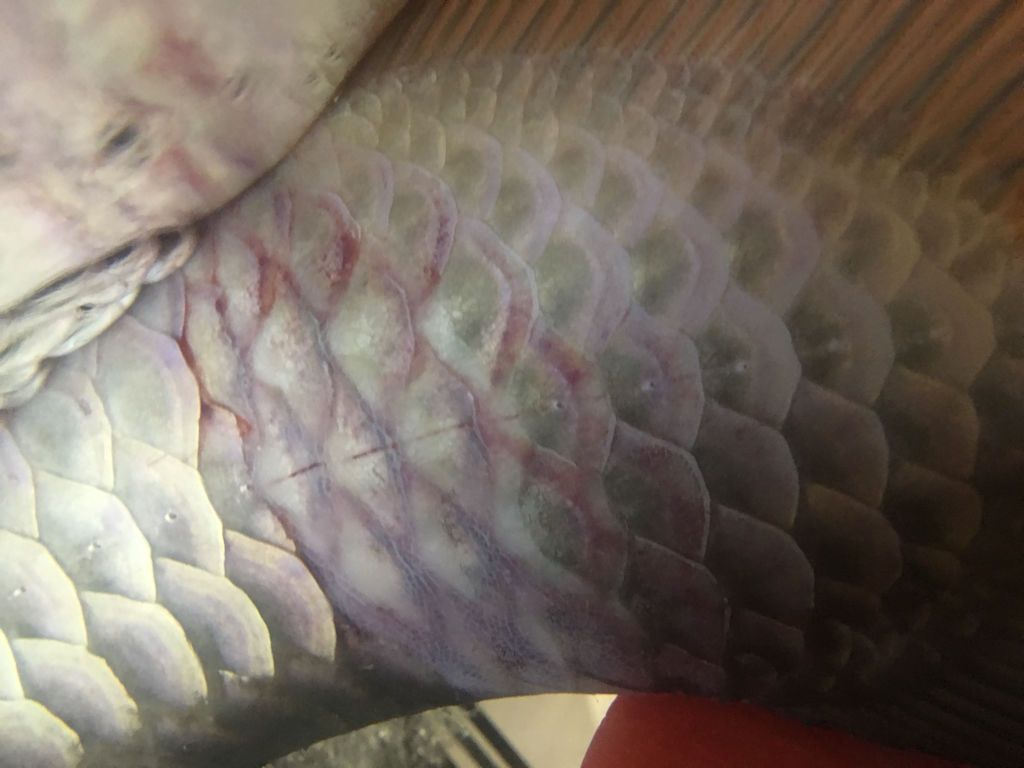 金龍魚魚鱗變白怎么回事【金龍魚魚鱗變白可能由多種原因造成，金龍魚魚鱗變白怎么回事】