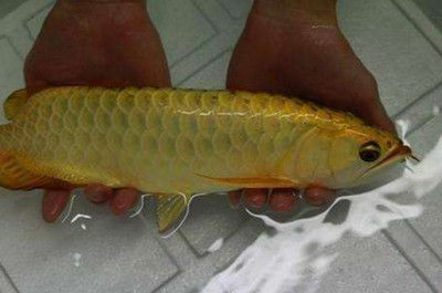 金龍魚魚鱗變白怎么回事【金龍魚魚鱗變白可能由多種原因造成，金龍魚魚鱗變白怎么回事】