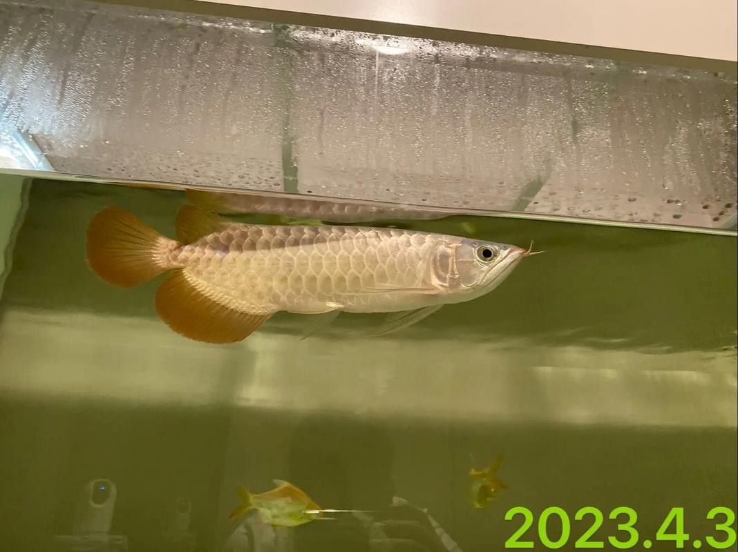 如何挑選紅龍魚苗圖解