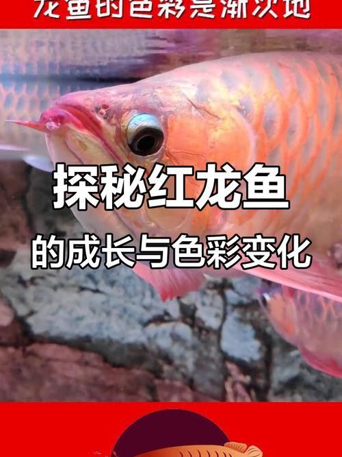 如何挑選紅龍魚苗圖解