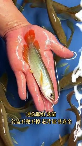 如何挑選紅龍魚苗圖解