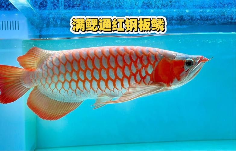 如何挑選紅龍魚苗圖解