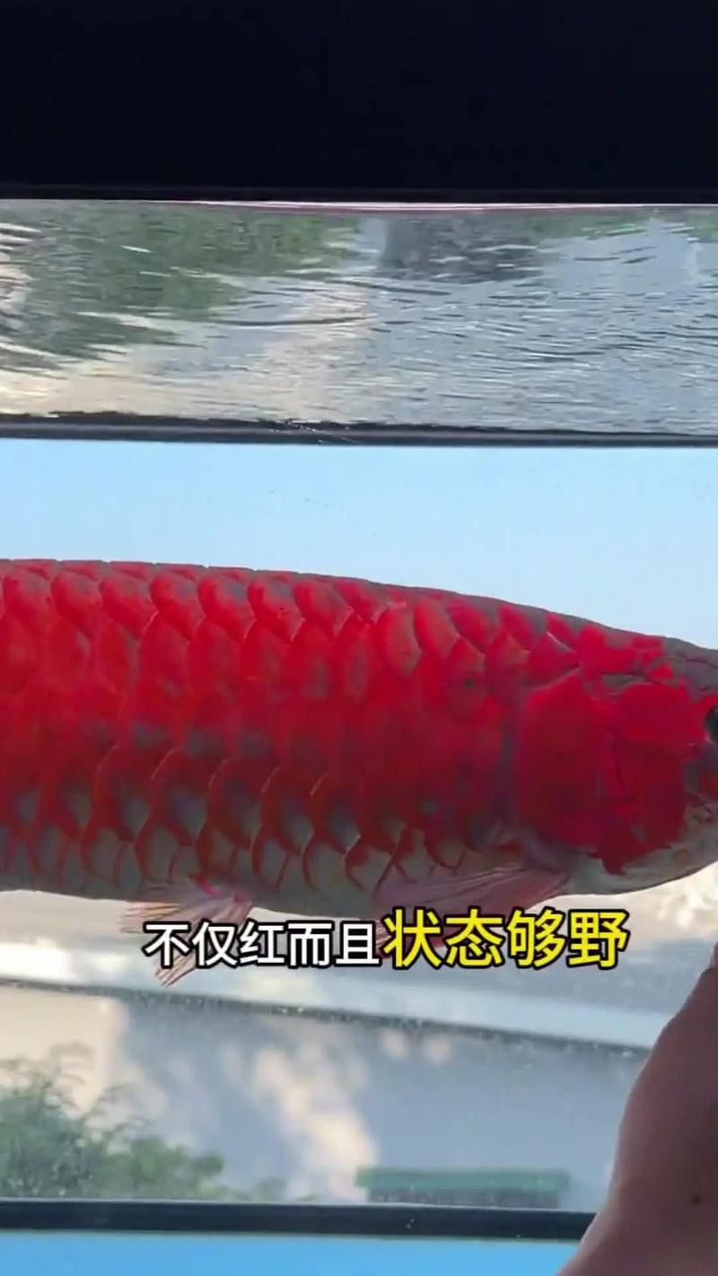 如何挑選紅龍魚苗圖解