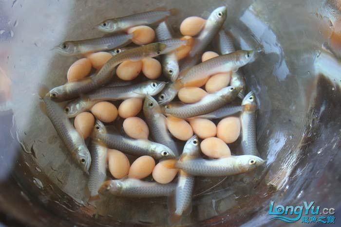 如何挑選紅龍魚苗圖解