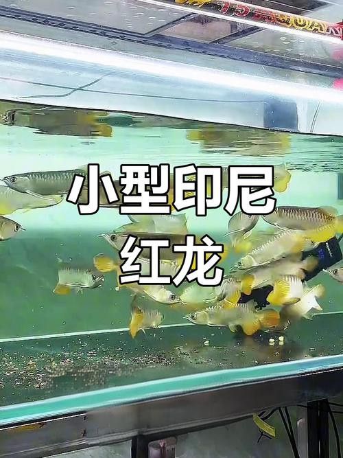 如何挑選紅龍魚苗圖解