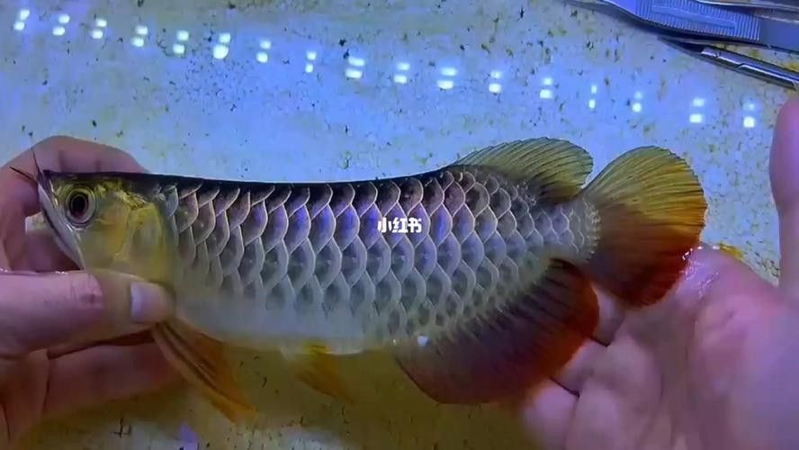 如何挑選紅龍魚苗圖解